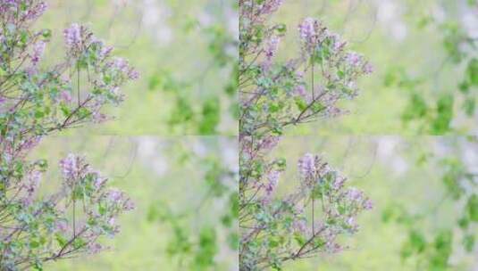 紫色的丁香花在微风中飘摇高清在线视频素材下载