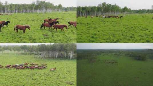 奔跑的马群 牛群 跑进树林高清在线视频素材下载