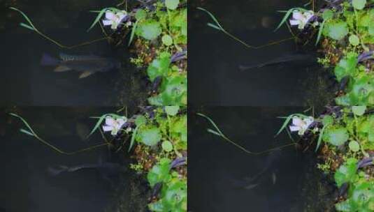 小河里水中的小鱼吃青苔高清在线视频素材下载
