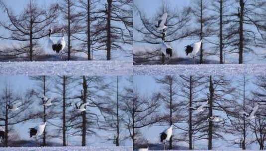 林中雪地上的仙鹤高清在线视频素材下载