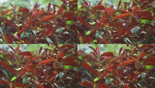 观赏红叶桂树高清在线视频素材下载