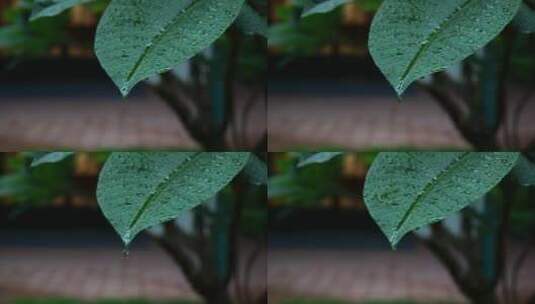 雨滴水珠雨水雨植物高清在线视频素材下载