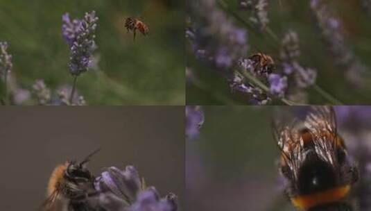 蜜蜂采蜜微距特写慢镜头薰衣草花中的蜜蜂高清在线视频素材下载