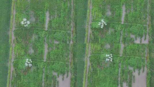 现代农业无人机喷洒农药高清在线视频素材下载