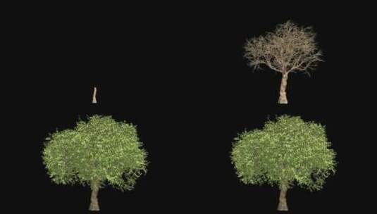 大树生长动画带透明通道4k素材高清在线视频素材下载