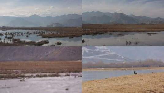 拉鲁湿地4K实拍高清在线视频素材下载