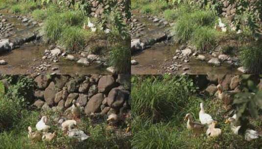浙江杭州龙门古镇溪边的鸭子4K实拍视频高清在线视频素材下载