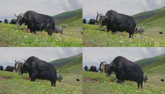 川西牦牛吃草实拍视频高清在线视频素材下载