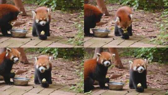 四川成都大熊猫基地里正在吃饭的可爱小熊猫高清在线视频素材下载