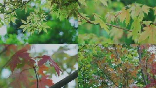 秋天红枫秋风红叶高清在线视频素材下载