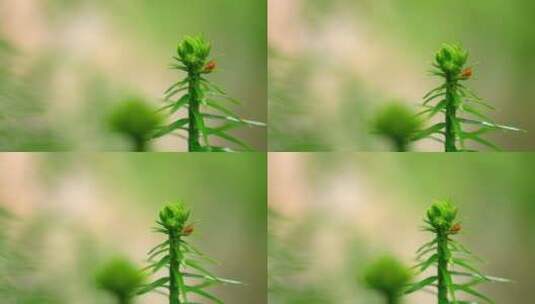 大自然 春天 水滴 杉木 昆虫高清在线视频素材下载