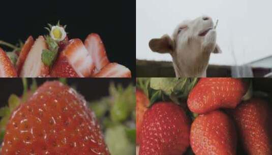草莓特写红草莓青草莓摘草莓草莓蛋糕高清在线视频素材下载