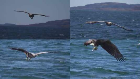 升格拍摄海面上飞翔的老鹰、老鹰抓鱼慢动作高清在线视频素材下载