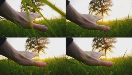 用手抚摸绿色的草地阳光手掌高清在线视频素材下载