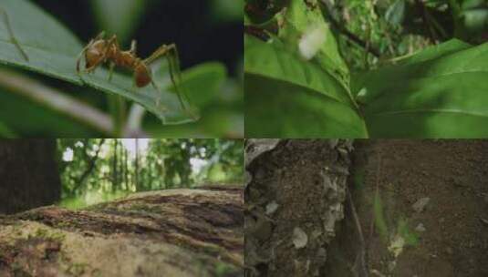 蚂蚁搬家高清在线视频素材下载