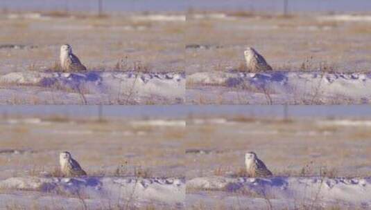 冬季 雪鸮高清在线视频素材下载