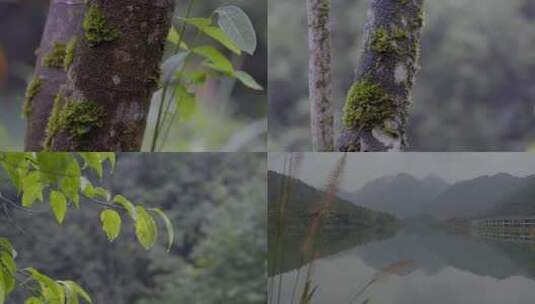 2023森林树木苔藓高清在线视频素材下载