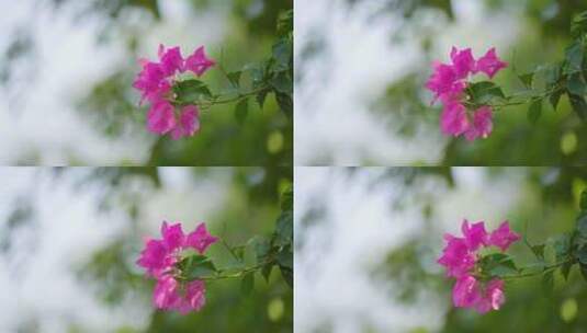 植物花朵三角梅高清在线视频素材下载