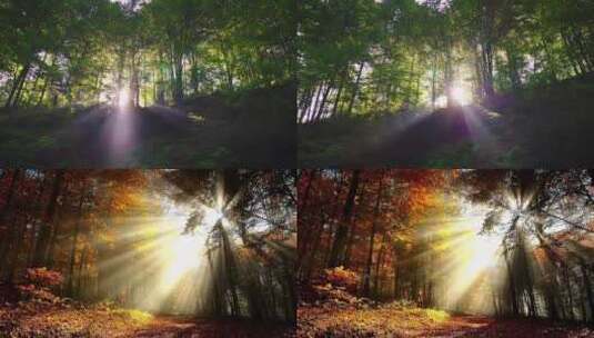 阳光洒进森林高清在线视频素材下载