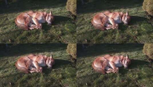 一只狗在草地上睡觉高清在线视频素材下载