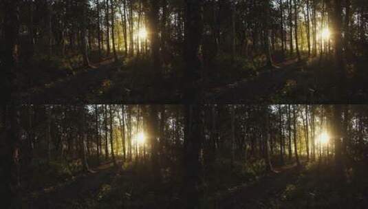 透过森林的阳光高清在线视频素材下载