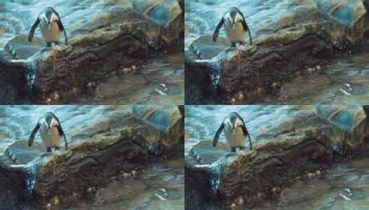 一只小企鹅跳进了水里高清在线视频素材下载