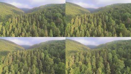 原始森林航拍高清在线视频素材下载