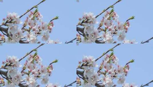 春天的樱花花朵高清在线视频素材下载