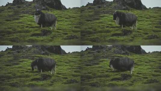 绵羊在山脉上吃草高清在线视频素材下载