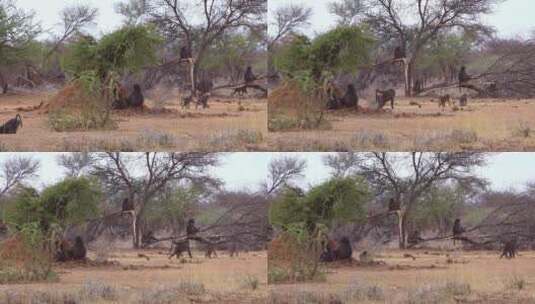 狒狒大家族行走在非洲的大草原上高清在线视频素材下载