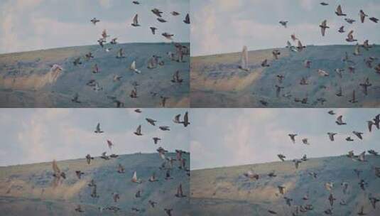 鸟群在山间飞行高清在线视频素材下载