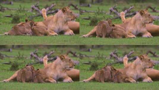 小狮子在被妈妈喂养 高清在线视频素材下载