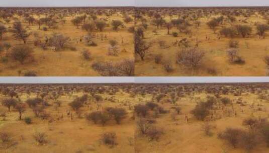非洲大草原上奔跑的羚羊高清在线视频素材下载