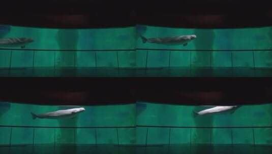 鲸鱼在水族馆的水箱里游泳高清在线视频素材下载