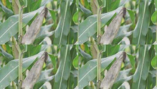 成熟的玉米高清在线视频素材下载