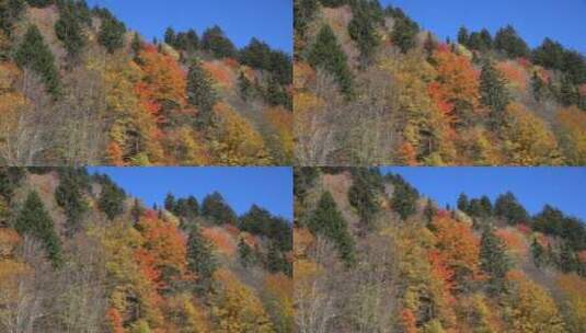 北卡罗来纳山脉的放大红色落叶高清在线视频素材下载