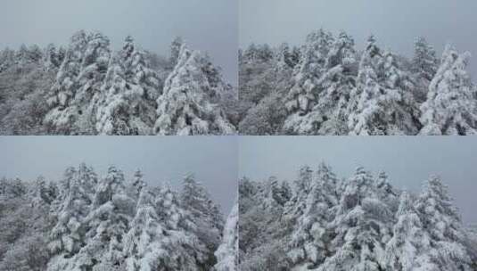 航拍湖北神农架冬季冬天冰雪雪松雪景高清在线视频素材下载