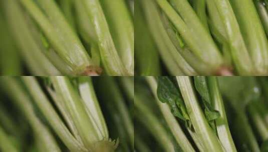 【镜头合集】叶茎根茎植物根茎叶特写高清在线视频素材下载
