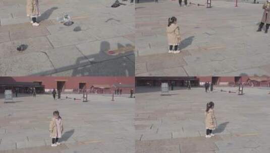 北京故宫午门前鸽子吃食绕飞高清在线视频素材下载