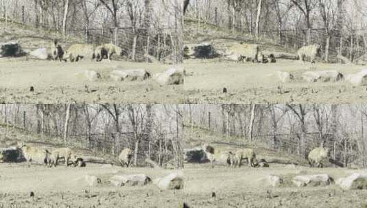 动物园里的鬣狗野狗野生动物高清在线视频素材下载
