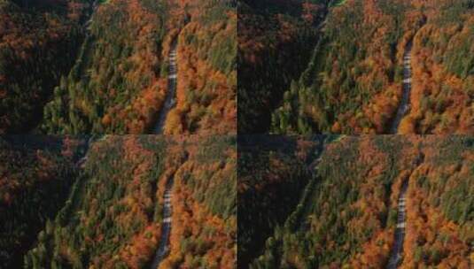 飞过秋天的森林和空荡荡的道路高清在线视频素材下载