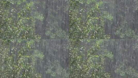 森林里的大雨高清在线视频素材下载