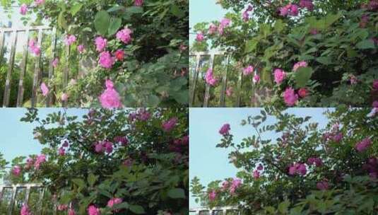 春天花卉蔷薇花高清在线视频素材下载