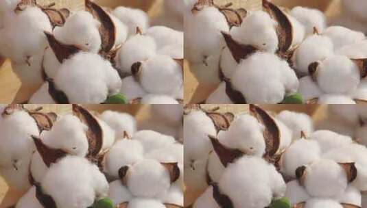 中国新疆优质棉花航拍高清在线视频素材下载