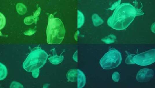 海月水母星月水母海蜇高清在线视频素材下载