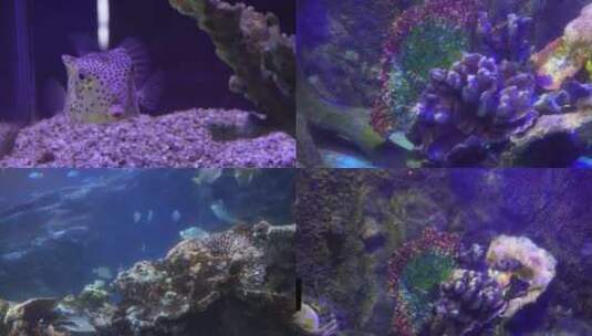 【镜头合集】珊瑚礁海洋礁石海缸造景高清在线视频素材下载