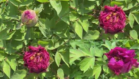 【镜头合集】夏季含苞待放的国花牡丹高清在线视频素材下载
