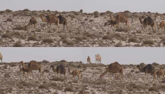 在沙漠中行走的骆驼群高清在线视频素材下载
