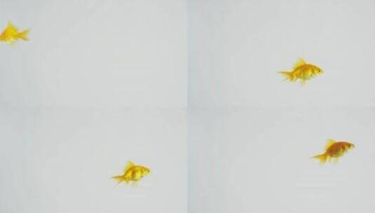 在白色背景上游泳的金鱼高清在线视频素材下载