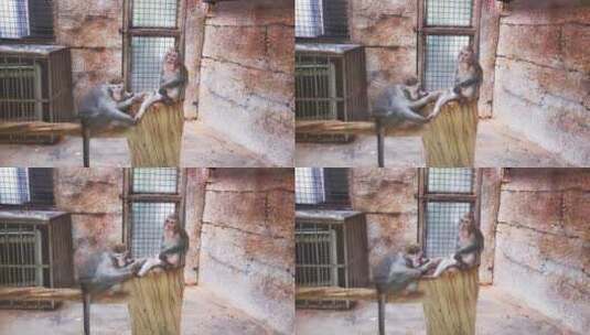 动物园猴子玩耍高清在线视频素材下载
